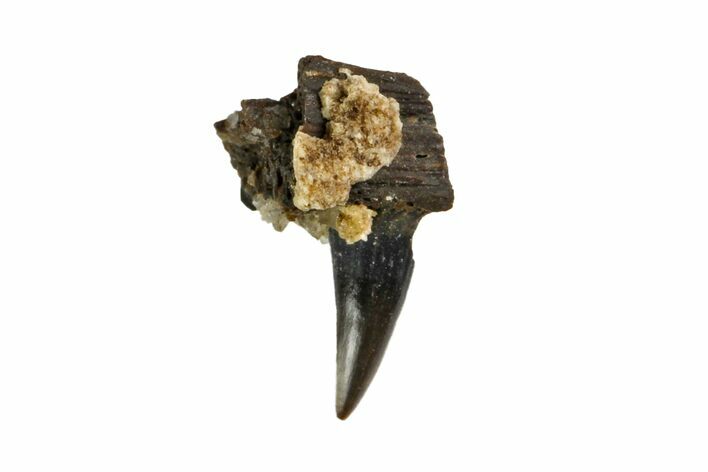 Permian Reptile Tooth - Oklahoma #140106